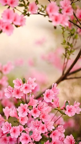 最新のhd春の 壁紙 無料 最高の花の画像